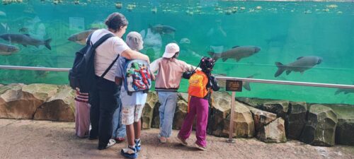 Ce mercredi 17 juillet, nous avons eu une magnifique journée ensoleillée lors de notre sortie au zoo de Beauval. Je tiens à remercier chaleureusement les participants ainsi que l’équipe d’IAS du CHU Max Weber pour avoir organisé cette belle sortie. Tout le monde a apprécié ce moment passé ensemble.