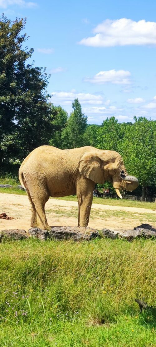 Ce mercredi 17 juillet, nous avons eu une magnifique journée ensoleillée lors de notre sortie au zoo de Beauval. Je tiens à remercier chaleureusement les participants ainsi que l’équipe d’IAS du CHU Max Weber pour avoir organisé cette belle sortie. Tout le monde a apprécié ce moment passé ensemble.