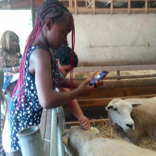 Le 31 juillet, les familles des centres Lima Netter et Saint Joseph ont eu l’occasion de visiter la ferme de Paris.Un moment convivial pour faire connaissance entre les deux structures en pleine nature.