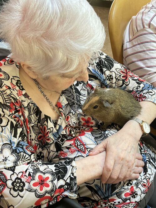 La médiation animale est une relation d’aide à visée préventive et/ou thérapeutique alliant l’humain et l’animal. Dans celle-ci, un animal, préalablement sélectionné améliore le bien-être d’un ou plusieurs bénéficiaire(s) dans les domaines éducatifs, sociaux et/ou thérapeutiques.