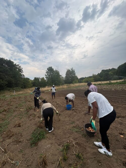 Le vendredi 31 juillet, les résidents du CADA de Poitiers se sont rendus au Jardin Solidaire pour participer à une récolte de légumes.  🌱🪏Cette activité a permis aux participants un moment d’échange et de partage.