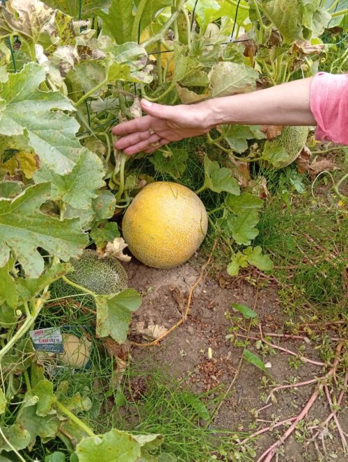 Quelle cueillette au Jardin Epicerie Solidaire Magali:  plus de 3kgs de tomates cerises délicieuses!! Et les résidents de la pension de famille de Sens suivent la maturation des melons qu’ils ont plantés!!!