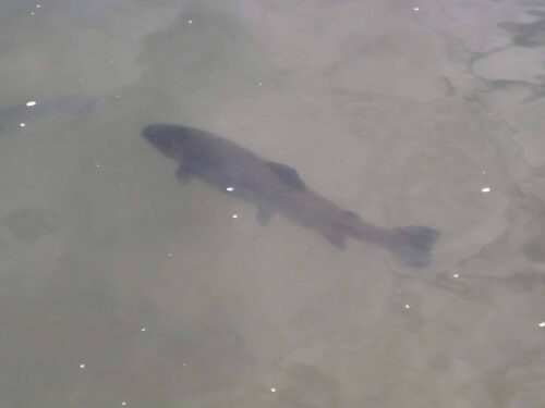 Visite très au frais ce matin de la pisciculture de Chamvres et pour clôturer cette matinée pique-nique au parc sur les bords de l’Yonne à Joigny pour la pension de famille de Sens