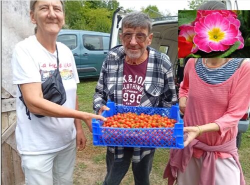 Quelle cueillette au Jardin Epicerie Solidaire Magali:  plus de 3kgs de tomates cerises délicieuses!! Et les résidents de la pension de famille de Sens suivent la maturation des melons qu’ils ont plantés!!!